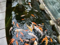 -上海大自然野生昆虫馆(东方明珠·爬宠昆虫探索中心)