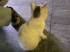 -瑞鹏宠物医院·骨科·猫科·内科(第一中心)