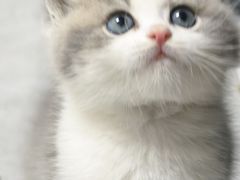 -欣宠猫屋·矮脚拿破仑·蓝金金渐层