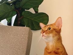 -猫大福·Fortune Cat猫舍(百子湾店)