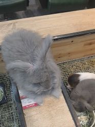 -神奇动物撸宠馆·羊驼·小浣熊·异宠(豫园店)