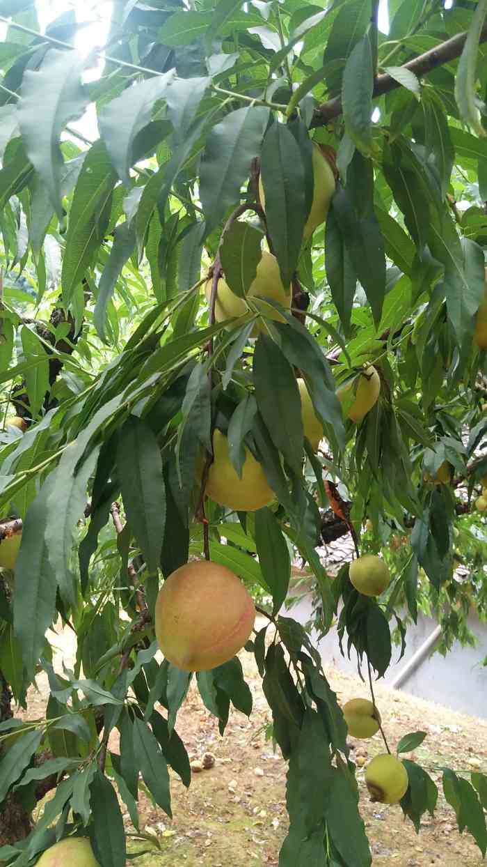 連平鷹嘴蜜桃左坑種植基地-