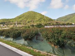 -亚龙湾国际玫瑰谷