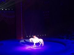 -珠海横琴长隆《卡卡虎奇遇记》