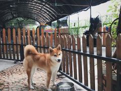 -柴犬高等学院·狗咖·柴犬售卖·宠物训练