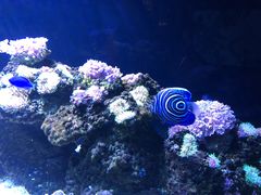 -暹罗海洋世界