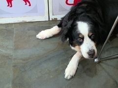-暖阳宠物医院·犬猫康复中心·骨科