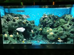-锦艺城海洋馆