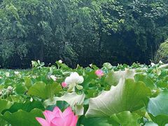 -贵阳市花溪国家城市湿地公园
