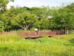 -福田红树林生态公园