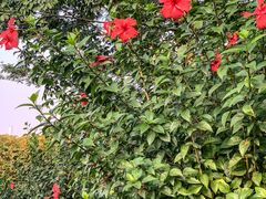 -东莞植物园