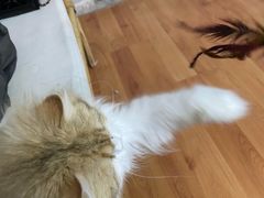 -十月米努特矮脚猫舍
