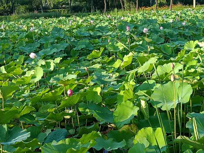 蓮花湖公園-