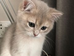 -东方名猫馆·英短金渐层布偶猫舍(环线广场1号楼店)