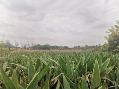 -两河城市森林公园