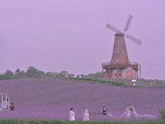 -大塘金香草谷