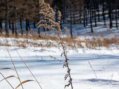 -塞罕坝国家级自然保护区