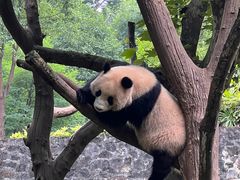 -都江堰中华大熊猫苑
