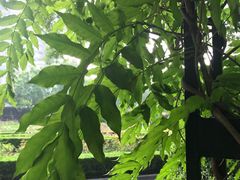 -璐坊粽王(复兴中路店)