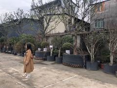 -金科花卉市场