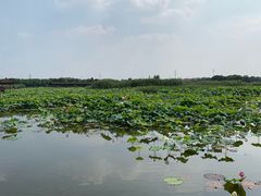 -荷塘月色湿地公园·向阳花洲