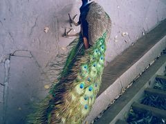 android_upload_pic-成都大熊猫繁育研究基地