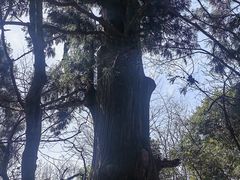 -天目山大树王景区