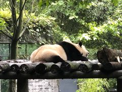 -都江堰中华大熊猫苑