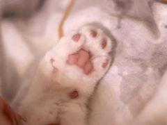 -屋虎猫馆(宝安大仟里店)