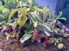 -中国科学院西双版纳热带植物园