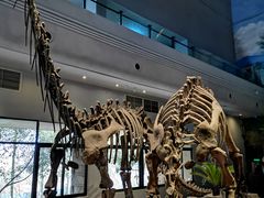 -自贡恐龙博物馆