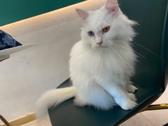 -飞行喵MR PILOT|猫舍·猫咖(静安大融城店)