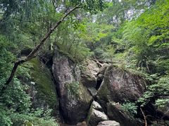-天目山大树王景区