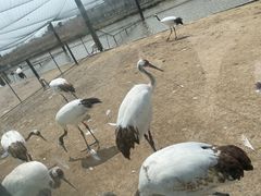 -盐城丹顶鹤湿地生态旅游区