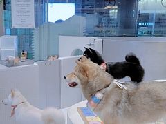 -柴务处·柴犬主题狗咖