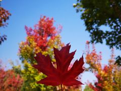 -北京西山国家森林公园