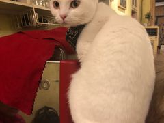 -猫色咖啡·猫咖