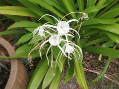 -三亚珠江南田温泉度假区