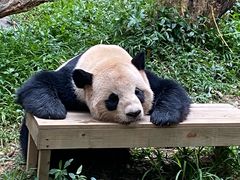 -广州长隆野生动物世界