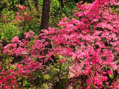 -十九峰景区-倒脱靴