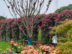 -佛手湖郊野公园