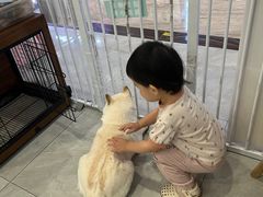 -柴犬小屋·柴餐厅·狗咖食堂(金鼎广场店)