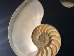 -青岛贝壳博物馆