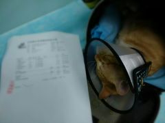 -纳吉亚猫专科动物诊疗中心(蒋宅口分院)