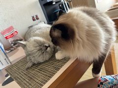 -美联众合动物医院·24h转诊中心
