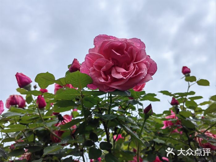 麻雀咖啡SPARROW COFFEE(十全街店)图片