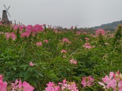 -大塘金香草谷