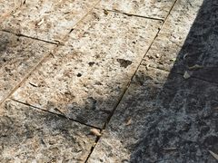 -阳台山森林公园