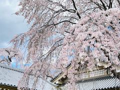 -醍醐寺