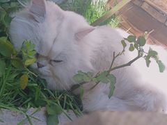 -喵屿·大理花园猫咖